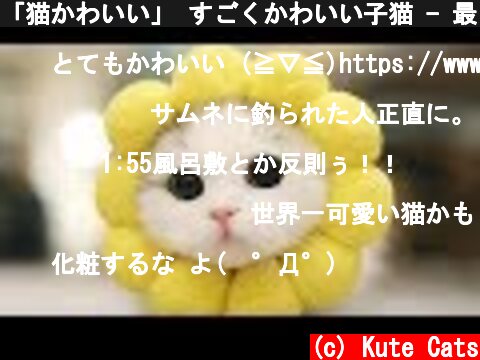 「猫かわいい」 すごくかわいい子猫 - 最も面白い猫の映画2017 #110  (c) Kute Cats